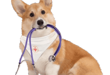 Photo of Преимущества вызова ветеринара на дом в Москве