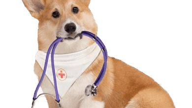 Photo of Преимущества вызова ветеринара на дом в Москве